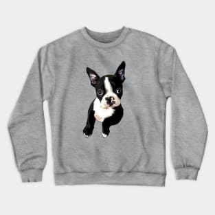 Boston Terrier Cutie Crewneck Sweatshirt